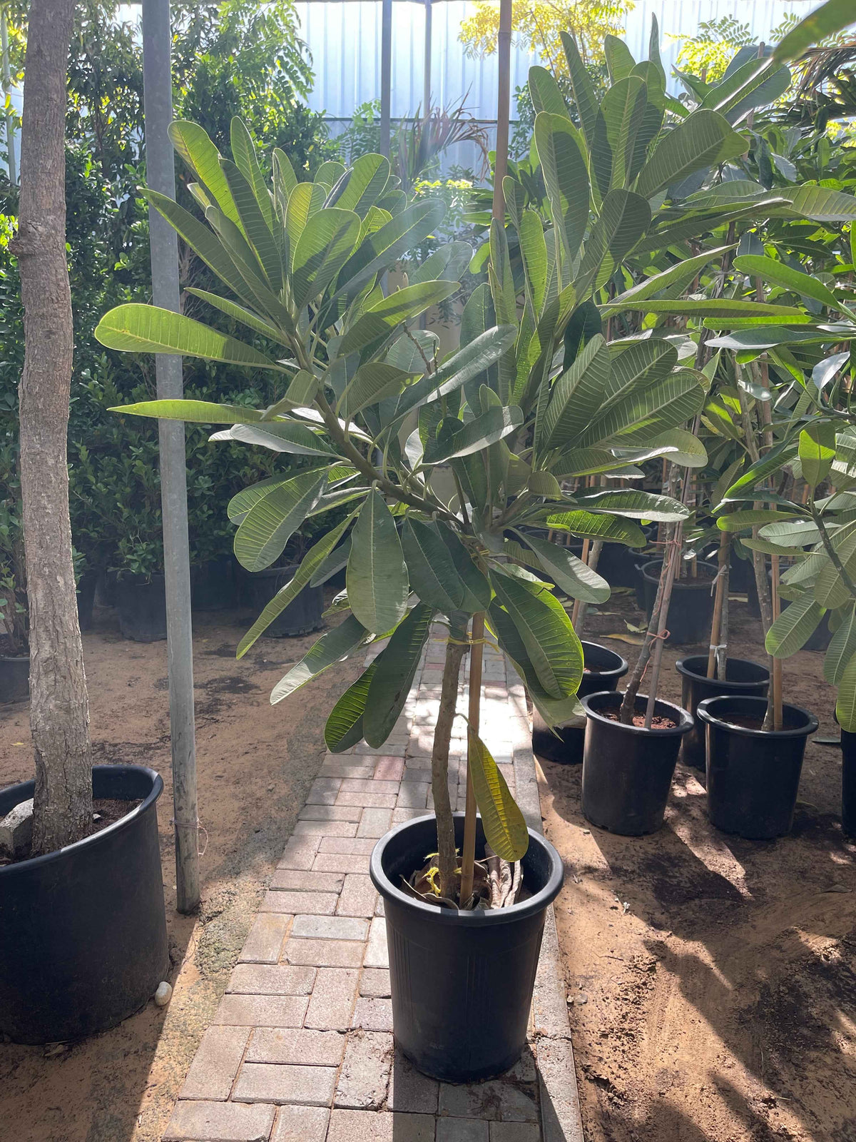 1.8-2.0m Plumeria Obtusa - Frangipani - The Temple Tree - Champa
