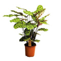 Calathea Makoyana, Cathedral Windows indoor plant
