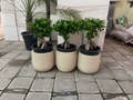 COMBO 3Pcs Offer : Ficus Microcarpa Ginseng Bonsai Medium- Fiber Pot | Plantsmom.ae