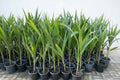 Cocos Nucifera / Coconut Palm Small 1.2to 1.5m