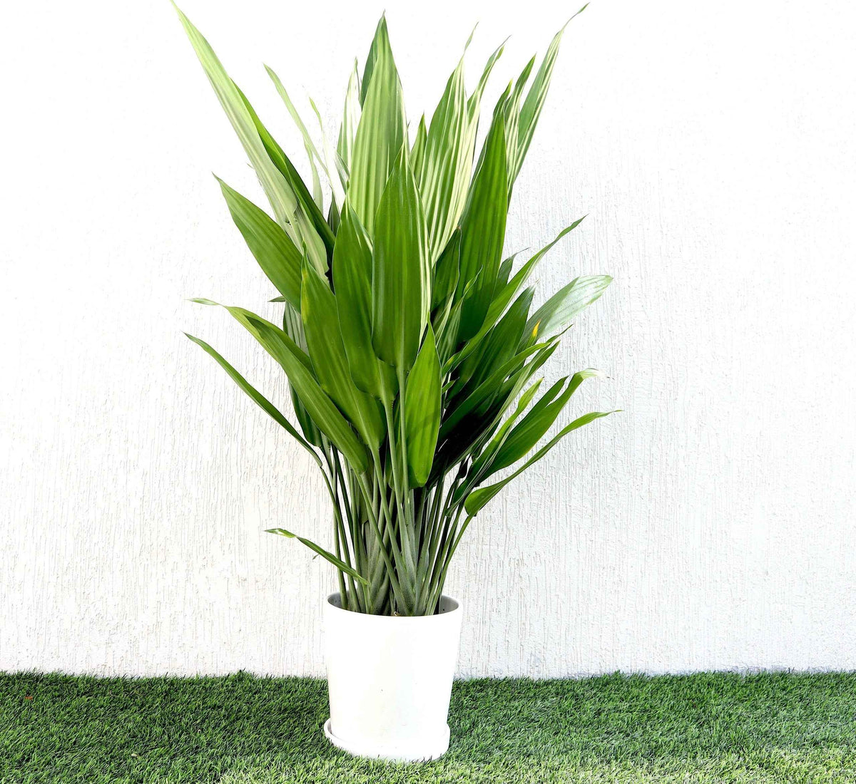 Lance Dracaena| Dracaena Aubryana Indoor Plant | Cast Iron Plant | 80cm-100cm