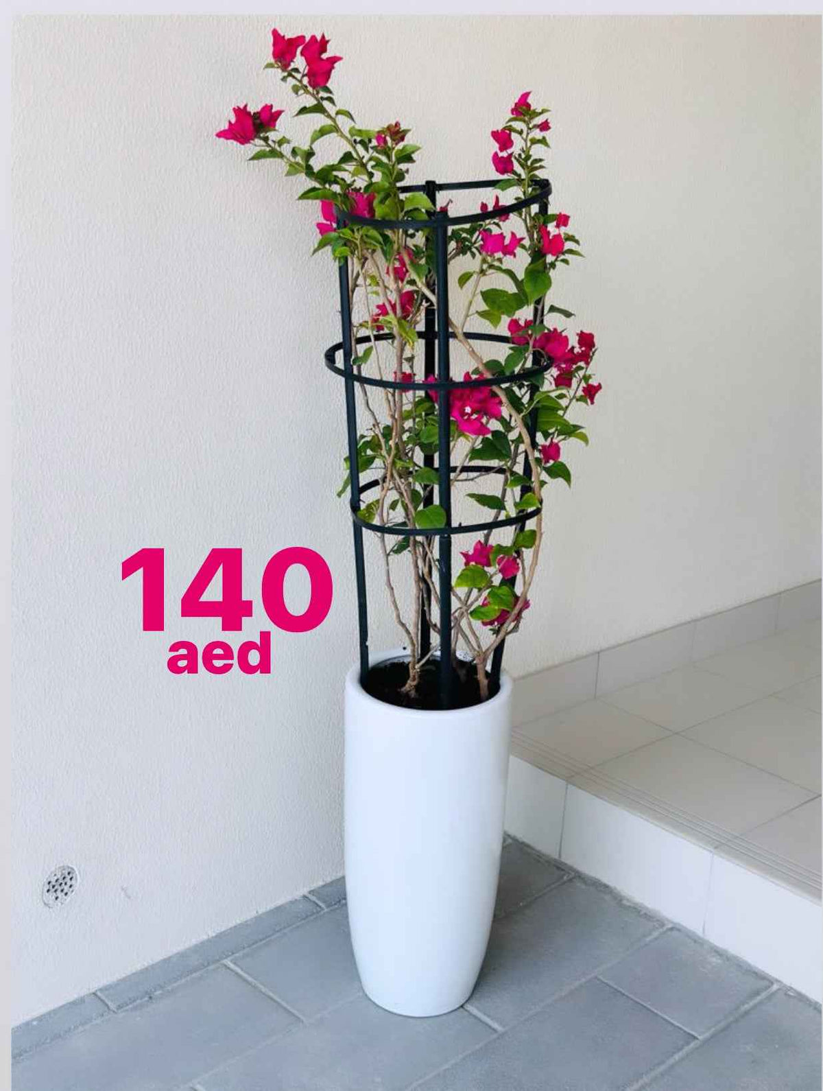 Potted Bougainvillea 1.3mtr overall in CERAMIC Pot