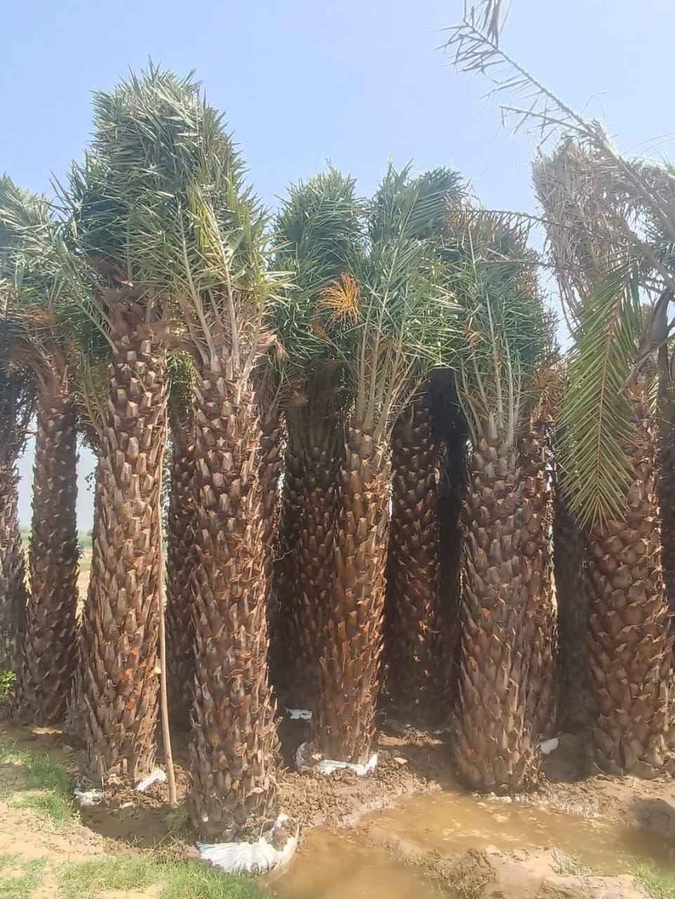 Date Palm in UAE: Buy Date palm tree in Dubai