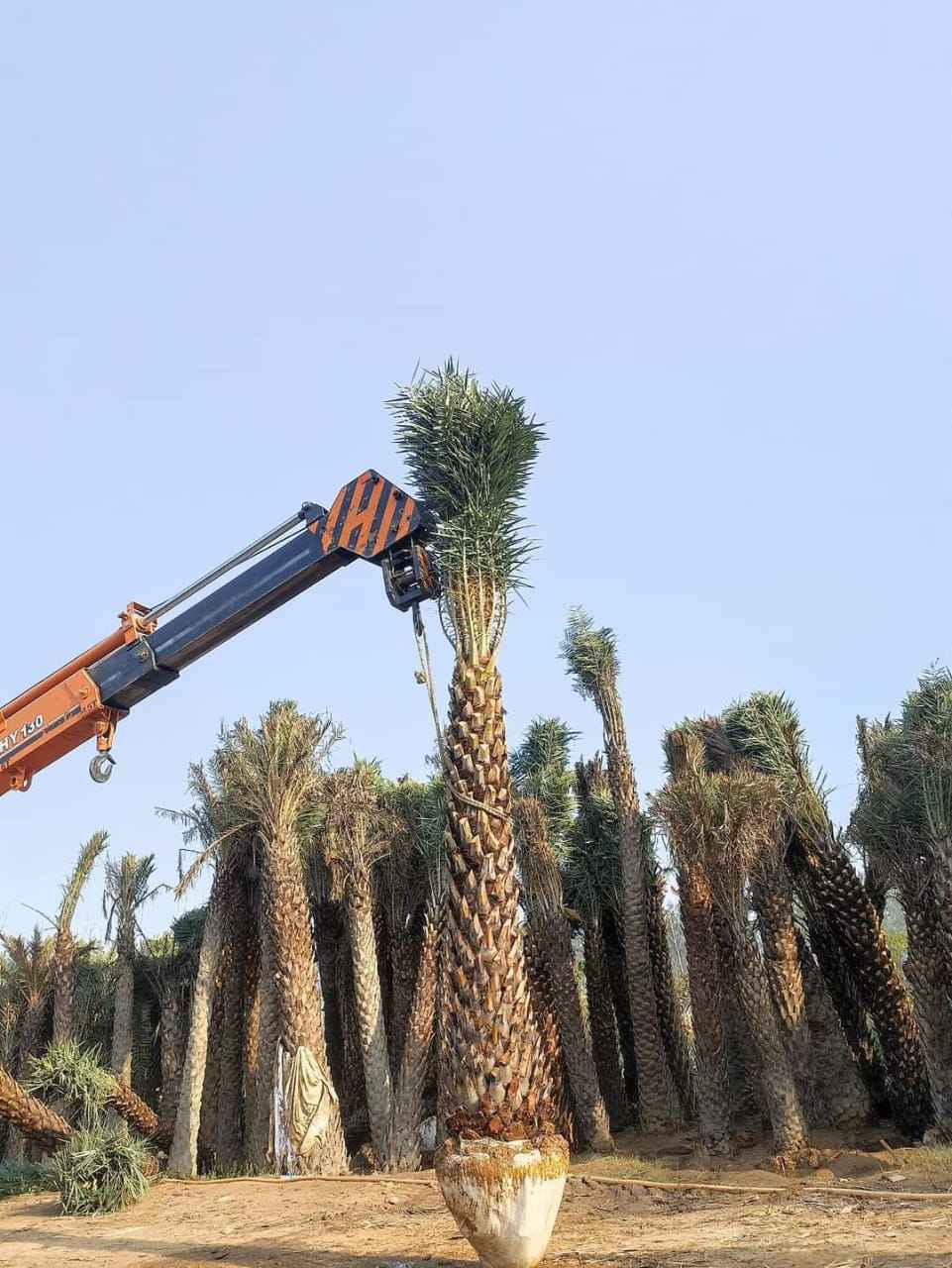 Date Palm in UAE: Buy Date palm tree in Dubai