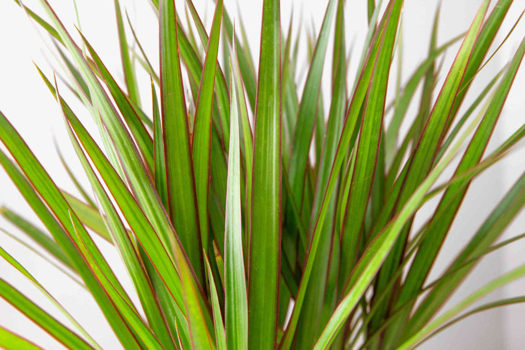Dracaena marginata plant with long green leaves and red edges against white background