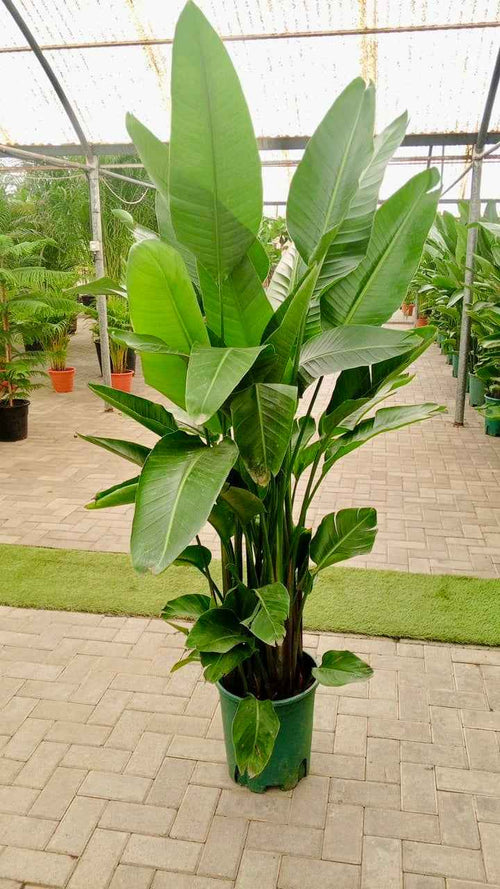Bird Of Paradise XXL (160-170cm) (Holland) sterilitzia