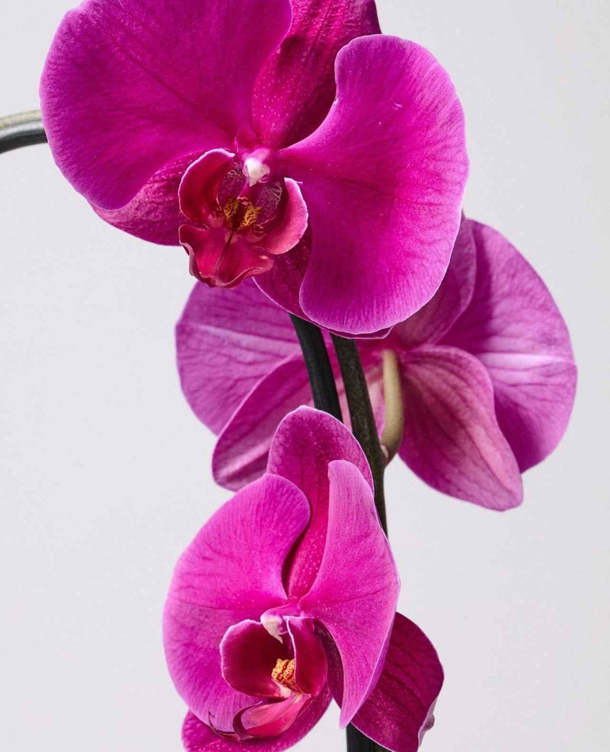 Moth Orchids 40cm-50cm | Orchid | Phalaenopsis Orchids | Flowering indoor plant