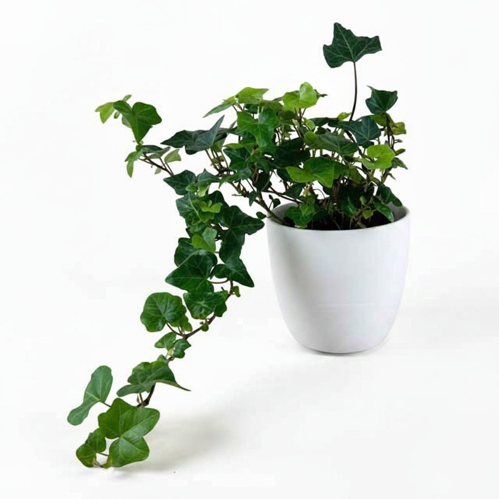 English Ivy 30cm-40cm | indoor plant | Hedera helix green | Best Online Plant Shop