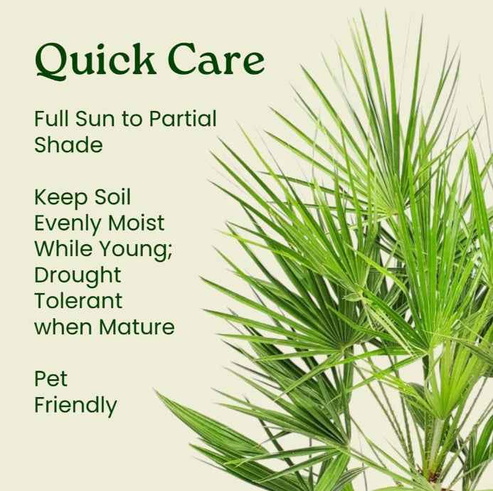 Chamaerops humilis cerifera / European Fan Palm 1mtr - 1.5mtr