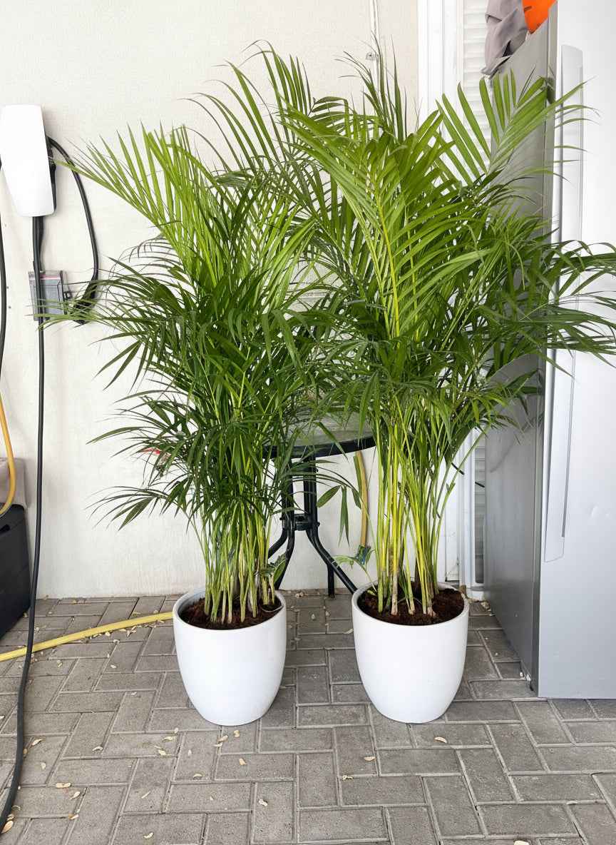 2pcs Potted Areca Palm | 150cm-160cm | Ceramic Pot