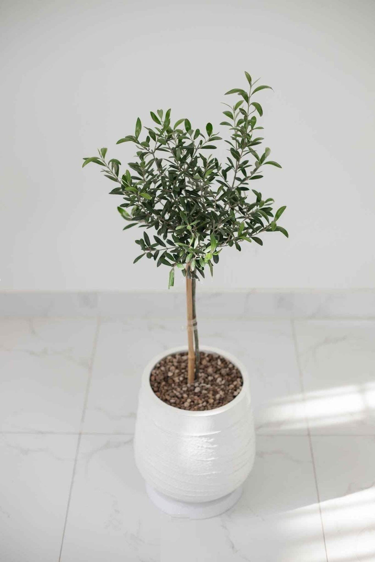 Olive Tree Indoor 1mtr-1.1mtr