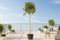 Variegated Council Tree