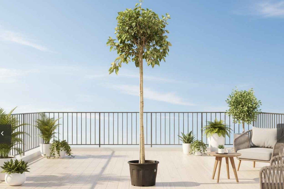 Variegated Council Tree