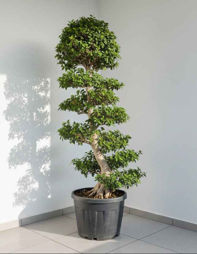 Ficus Bonsai XXXL 2 mtr - 2.2 mtr