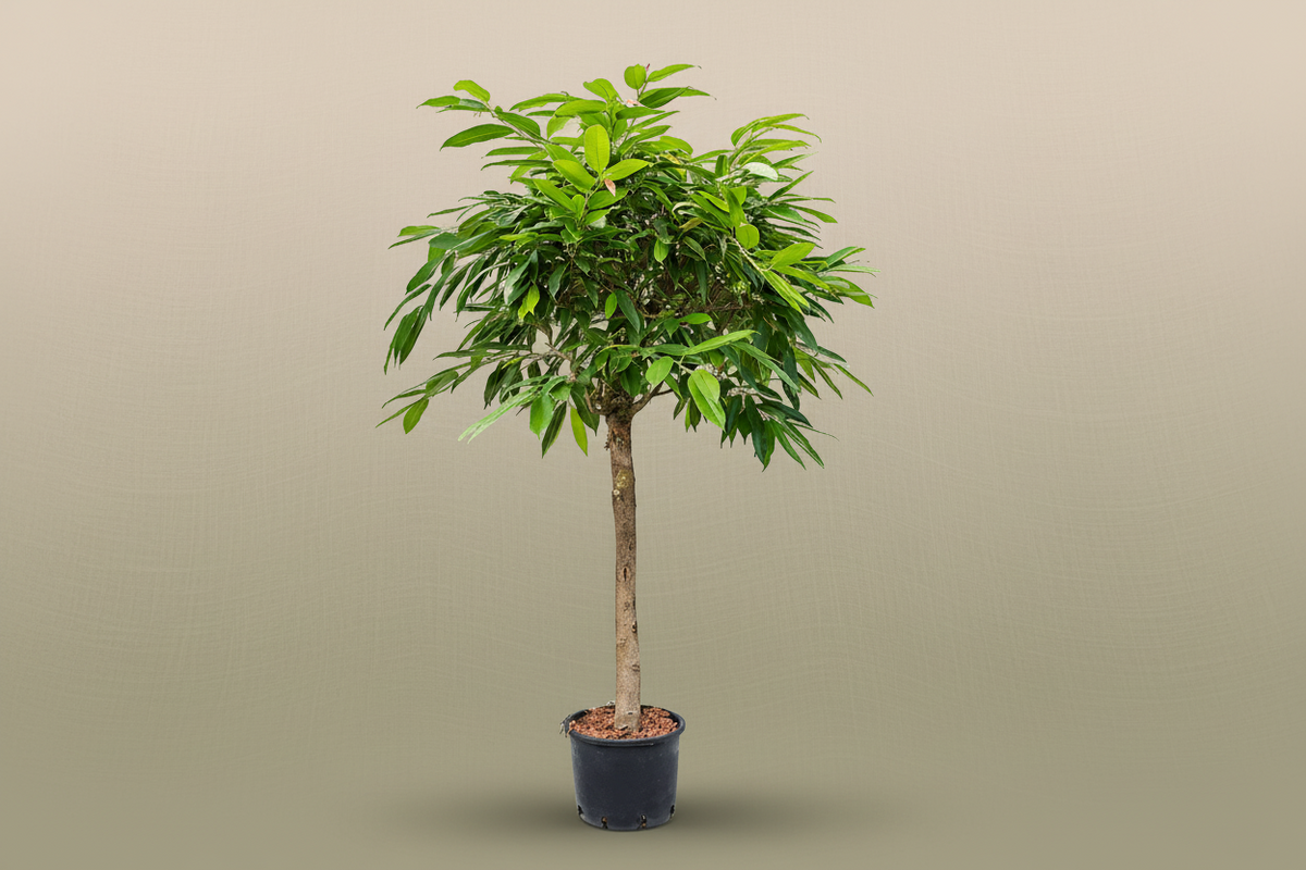 Ficus Amstel Tree