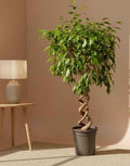 Ficus Benjamina Exotica 1 mtr - 1.2 mtr - Double Spiral