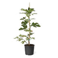 Common Fig Tree | Ficus Carica | 1mtr