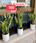 3PCS Potted Sansevieria in Ceramic Pots 70cm / Snake Plants