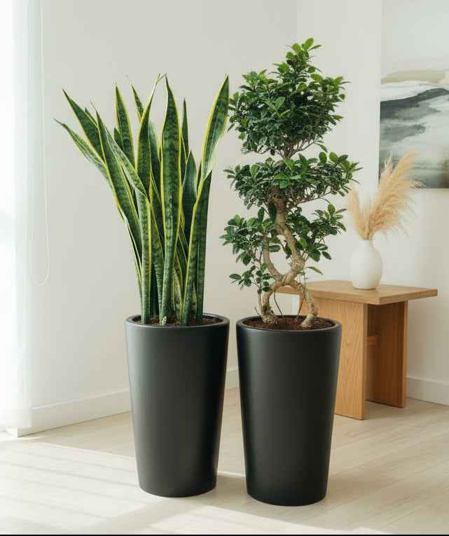 Combo: Sansevieria XL + Bonsai Tangled in Large Ceramic Pots