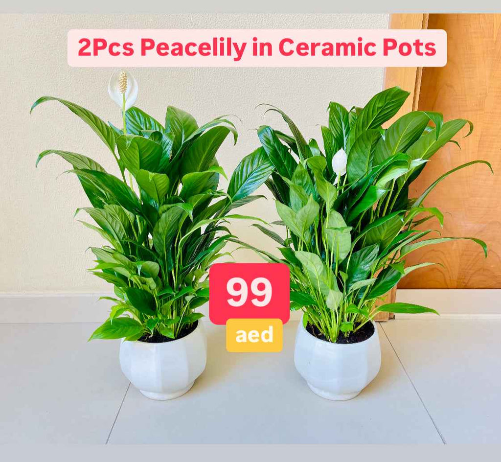 Potted 2pcs Peace Lily in CERAMIC Pots | indoor plant | Spathiphyllum Sweet Lauretta | Best Online Store | PlantMartUAE.com