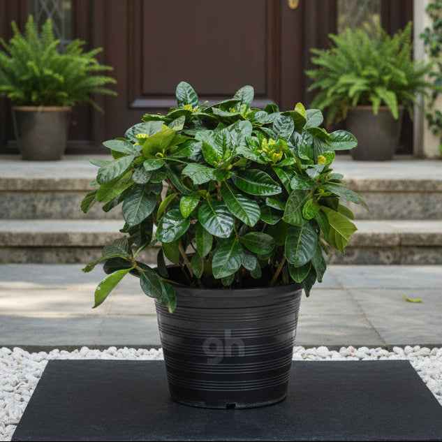 Gardenia Thailand,Gardenia Jasminoides
