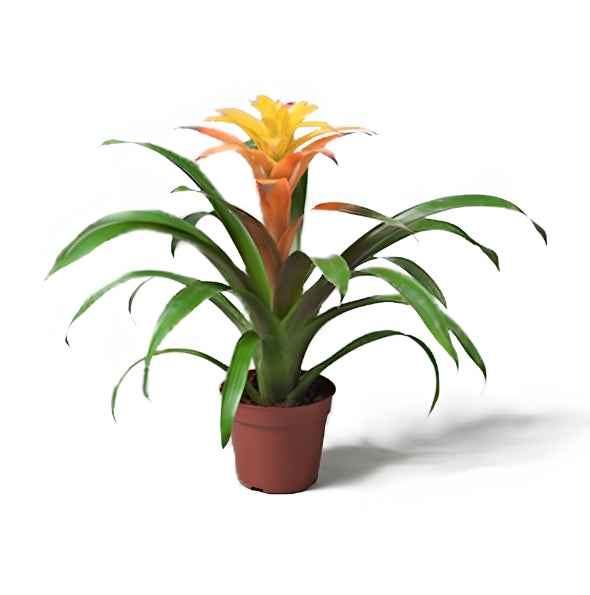 Guzmania Bromeliads HOLLAND 40cm-50cm