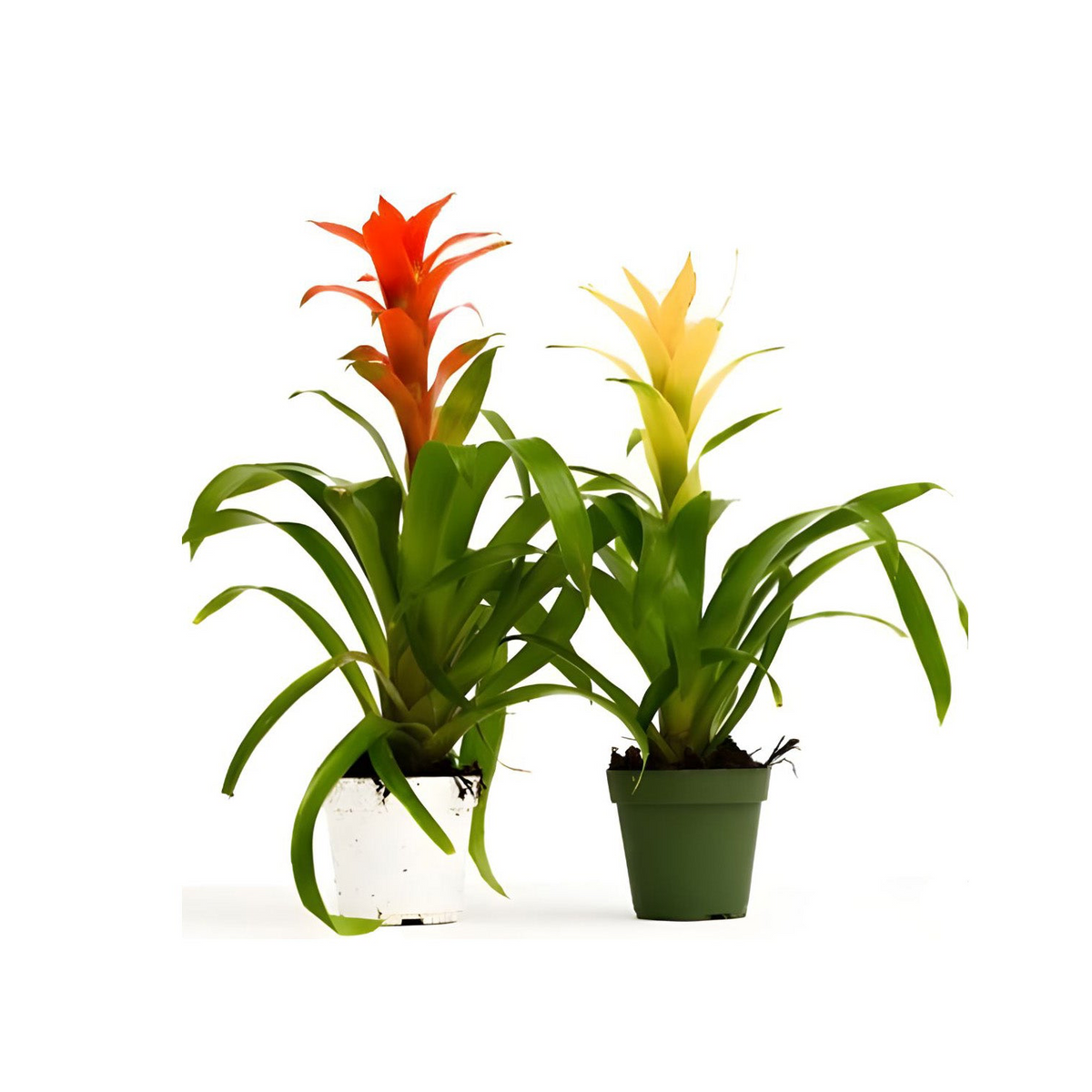 Guzmania Bromeliads HOLLAND 40cm-50cm
