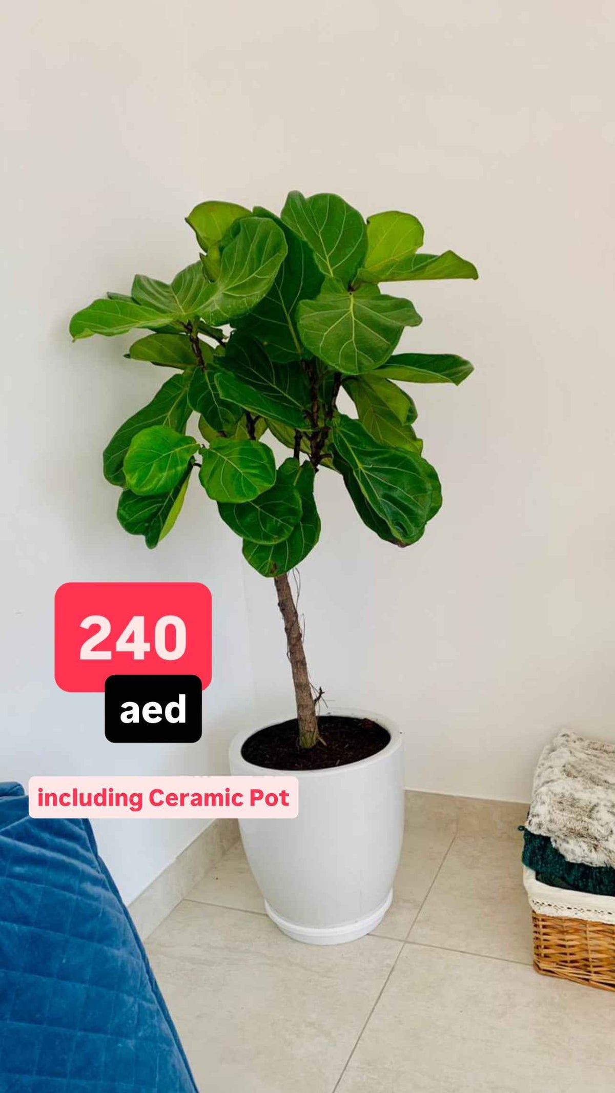 POTTED Fiddle Lyrata | 1.6mtr | in Ceramic pot | Fiddle Leaf | Indoor Plant | PlantMartUAE.com