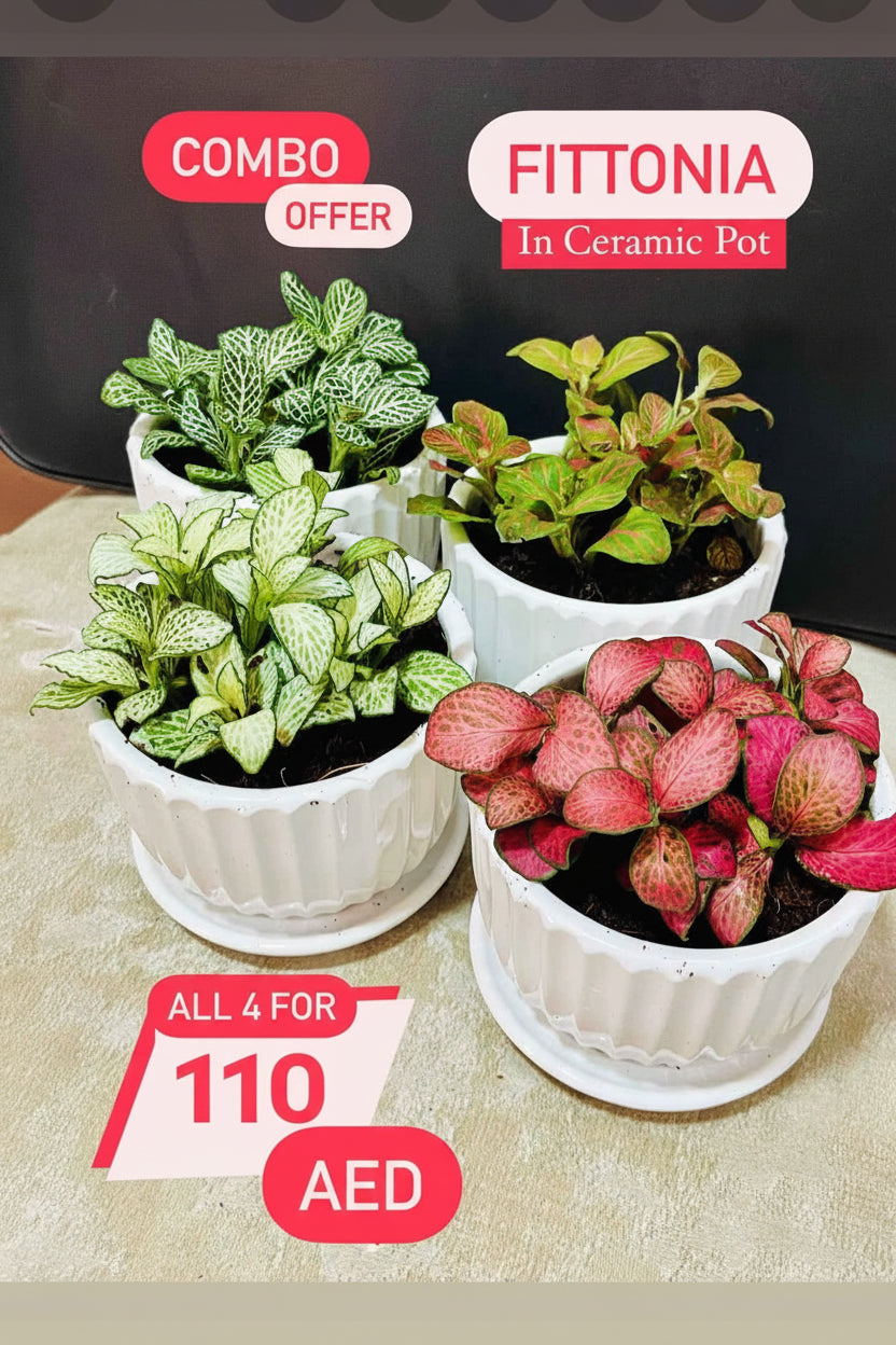Fittonia, Nerve or Mosaic Plant 5-10cm Spread