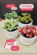 4 Potted mini Fittonia COMBO: in CERAMIC Pots 5-10cm