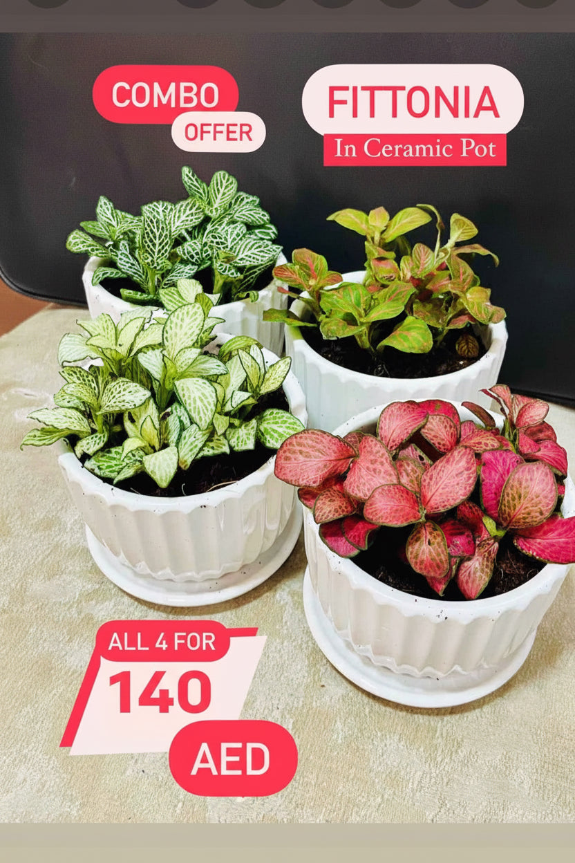4 Potted mini Fittonia COMBO: in CERAMIC Pots 5-10cm