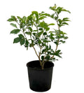 Jasmine Poly 50cm - 70cm