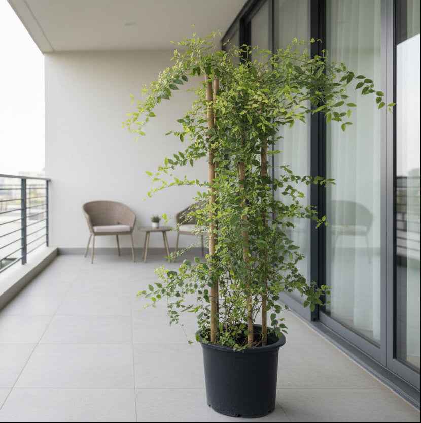 Jasminum Nitidum Tall 160cm - 170cm