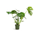 Potted Monstera Deliciosa (Swiss Cheese Plant) 60cm-70cm in Ceramic Pot | Split-leaf Philodendron | Mexican Breadfruit | Ceriman | Indoor House Plant