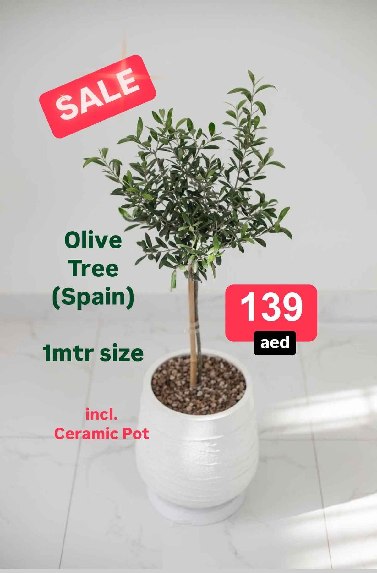 Olive Tree Indoor 1mtr-1.1mtr