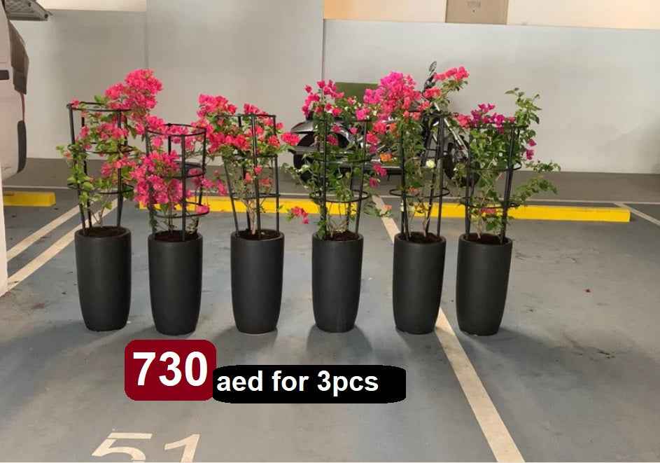 POTTED Bundle: 6 Bougainvillea in Ceramic Pots / Outdoor Plants