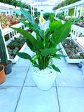 Peace Lily XL | CERAMIC Pot | 100cm-110cm