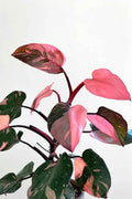 Philodendron Pink Princess