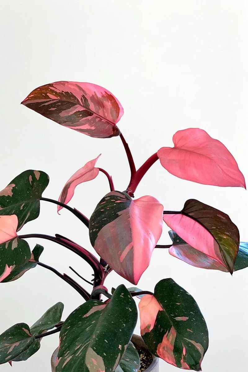 Philodendron Pink Princess