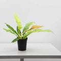 Philodendron Ring of Fire Gold