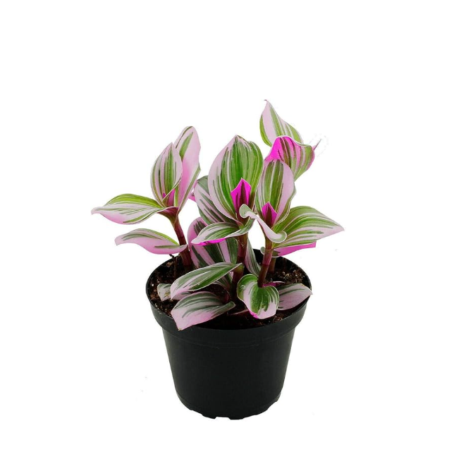 Pink Tradescantia 10cm Fantasy Venice Plant  Indoor Nanouk