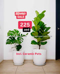 Potted 2Pcs Combo: Fiddle + Monstera in Ceramic Pots