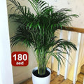 Potted Areca Palm | 150cm-160cm | Ceramic Pot