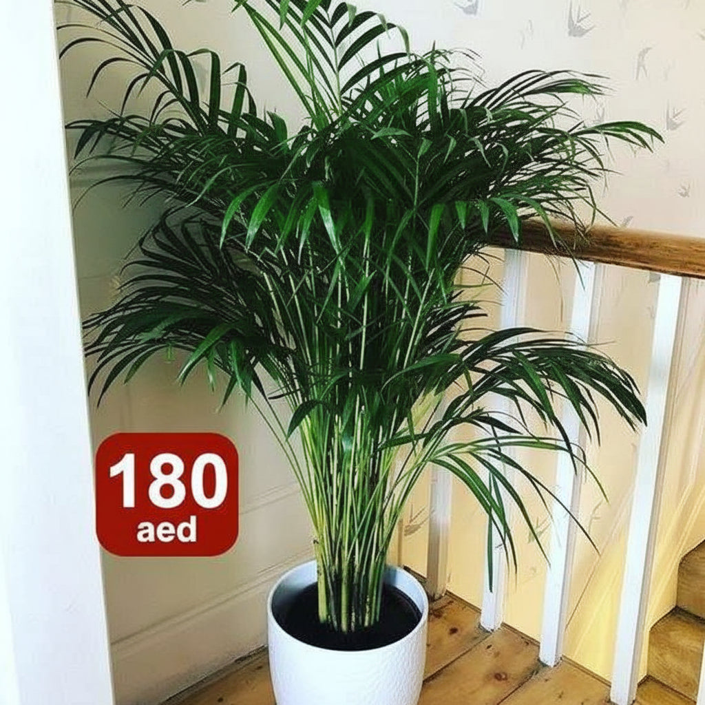 Potted Areca Palm | 150cm-160cm | Ceramic Pot