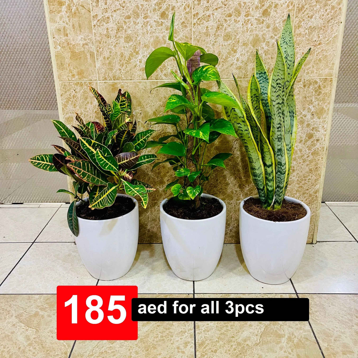Potted Combo set: 3 indoor plants- Money Plant | Snake Plant | Croton |CERAMIC pots