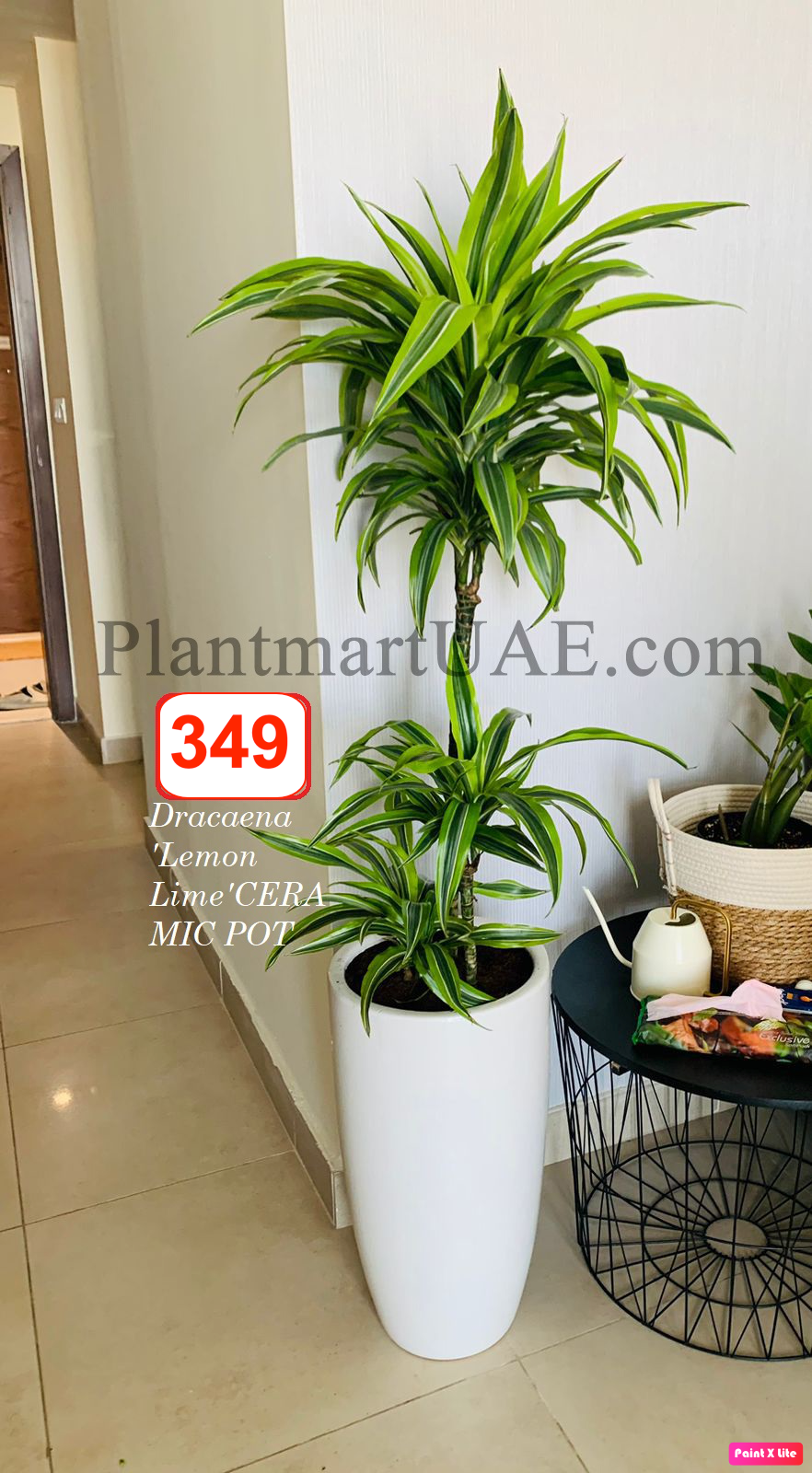Potted Dracaena Lemon Lime 3pp in CERAMIC pot