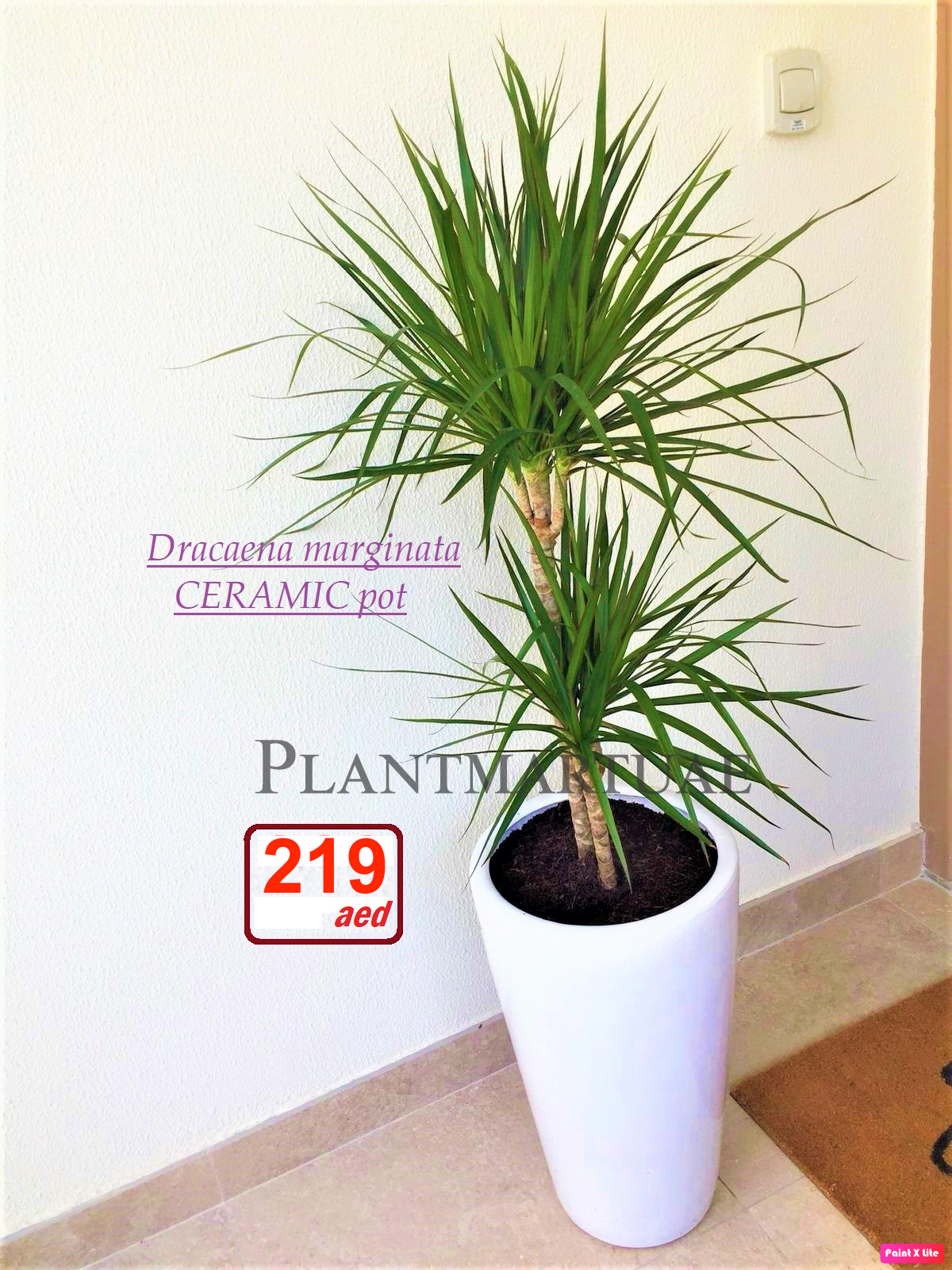 Potted Dracaena marginata 1.5mtr / CERAMIC pot