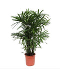 Rhapis Excelsa 60cm-80cm | Lady Palm | Miniature Fan Palm
