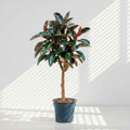 Rubber Plant Branched 140cm-150cm