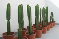 Saguaro Cactus 40cm - 60cm